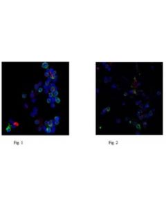 Millipore Anti-Neutrophil Elastase Antibody, Clone Ahn-10