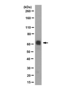 Millipore Anti-Ia-2, Clone 76f Antibody