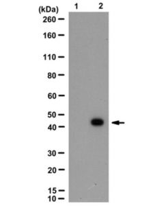 Millipore Anti-Phospho-Mapk 1/2 (Thr203/Ty205) Antibody, Clone 14b9.1