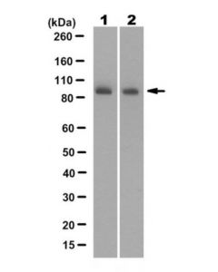 Millipore Anti-Pi3 Kinase Antibody, P85 Antibody, N-Sh3 Antibody,