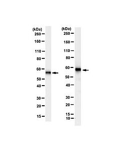 Millipore Anti-Pgm5 (Aciculin) Antibody, Clone 14f8