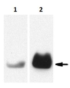 Millipore Anti-Proteinase 3/Pr3 Antibody, Clone Mcpr3-2
