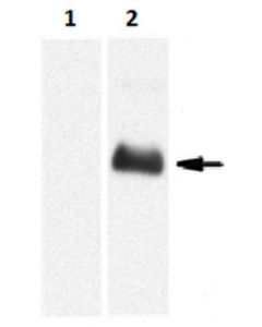 Millipore Anti-Proteinase 3/Pr3 Antibody, Clone Mcpr3-7