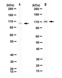 Millipore Anti-Grp94 Antibody, Clone 3c4