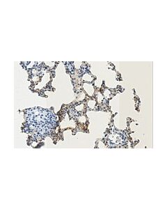 Millipore Anti-Podoplanin Antibody, Clone Pmab-1