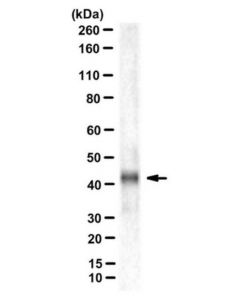 Millipore Anti-Connexin 43 Antibody, N-Terminal Antibody, Clone P1e11.B19