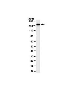 Millipore Anti-Myomesin-2 Antibody, Clone 3b9.3