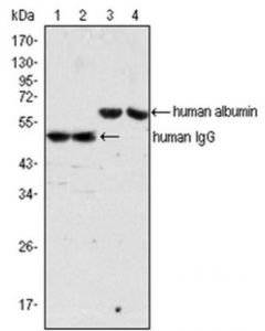 Millipore Anti-Human Albumin Antibody, Clone 8f6f9