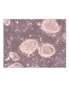 Millipore Primary Mouse Embryonic Fibroblast, Liquid