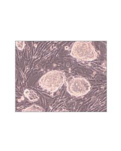 Millipore Embryomax Primary Mouse Embryonic Fibroblasts