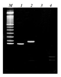 Millipore Cpg Wiz Prader-Willi/Angelman -Methylation Specific Pcr