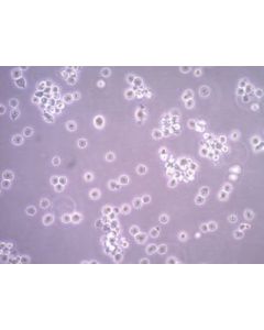 Millipore Hmc-1.1 Human Mast Cell Line