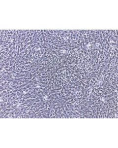 Millipore Hsc-T6 Rat Hepatic Stellate Cell Line