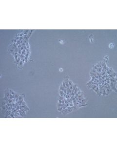 Millipore Um-Scc-17a Squamous Carcinoma Cell Line