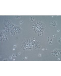 Millipore Um-Scc-17b Squamous Carcinoma Cell Line