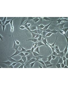 Millipore Ht-22 Mouse Hippocampal Neuronal Cell Line