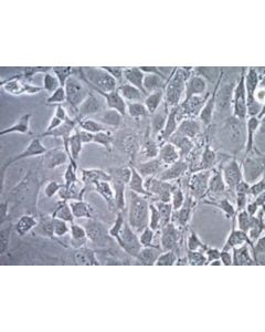 Millipore Embryomax Jk1 Murine Testicular Stromal Feeder Cell Line