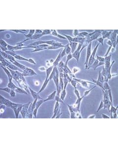 Millipore Ct-2a Mouse Glioma Cell Line