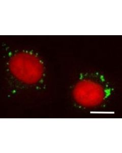 Millipore Biotracker Lyso-Tp Live Cell Dye