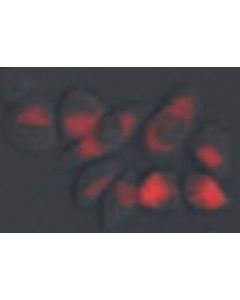 Millipore Biotracker Cyp Ap Live Cell Dye
