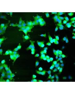 Millipore Biotracker Cystine-Fitc Live Cell Dye