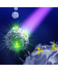 Miltenyi Biotec Detection Of Human Cd43+ Cells