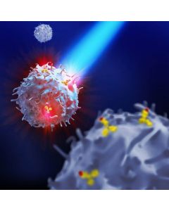 Miltenyi Biotec Unconjugated Antibody For Functional Assays