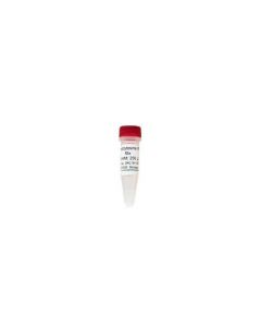 RPI 5-Methylcytosine Dntp Mix, 10 mm