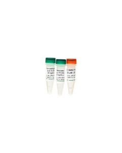 RPI ZD5017 Methylated and Non-Methylated pUC19 DNA Set