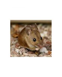IBI Scientific Recombinant Mouse Protein Baff 206kda Mw 5ug