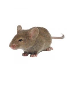 IBI Scientific Recombinant Rat Protein Il-17a 150kda Mw 2x25ug