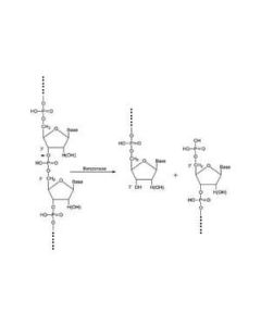 Sigma-Aldrich Benzonase (R) Nuclease Rec