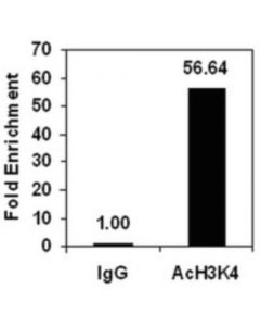 Sigma-Aldrich ChIPAb+ Acetyl-Histone H3 (Lys4), 1EA -