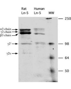 Sigma Aldrich LAMININ-5 RAT PUR PROTEIN-10UG; SIALGSK-CC145