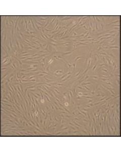 Sigma-Aldrich Human Fibroblast-Like Synoviocytes: Hfls, Adult