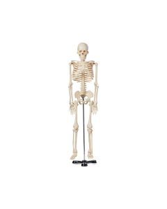 United Scientific Supply Human Skeleton Model,85Cm