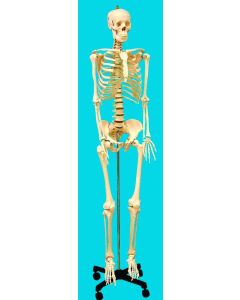 United Scientific Supply Human Skeleton Model