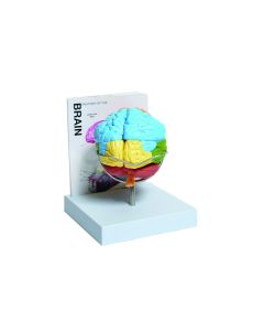 United Scientific Supply Human Brain Model,8-Part