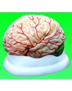 United Scientific Supply Brain Model, 3-Part
