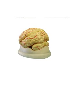 United Scientific Supply Brain Model, 8-Part