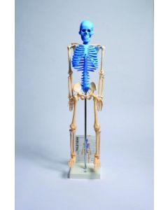United Scientific Supply Human Skeleton Model With