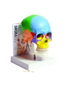 United Scientific Supply Human Skull Model w/Fold-Out