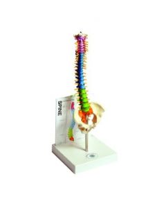 United Scientific Supply Human Small Spine Model With