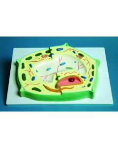 United Scientific Supply Plant Cell Model