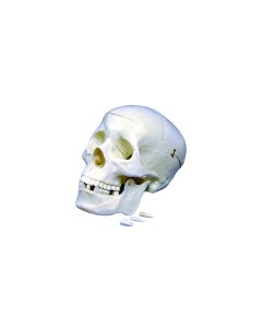 United Scientific Supply Human Skull Model