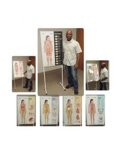 United Scientific Supply Human Anatomy Display