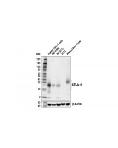 Cell Signaling Ctla-4 (E2v1z) Rabbit mAb