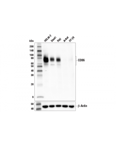 Cell Signaling Cd86 (E2g8p) Rabbit mAb (Bsa And Azide Free)